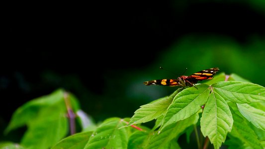 Mariposa (240703789)