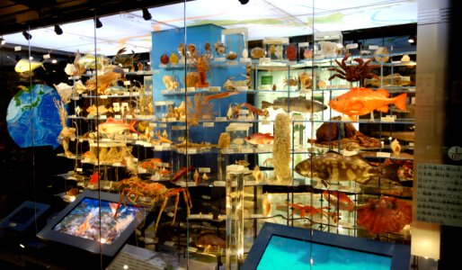 Marine life exhibit - National Museum of Nature and Science, Tokyo - DSC06869