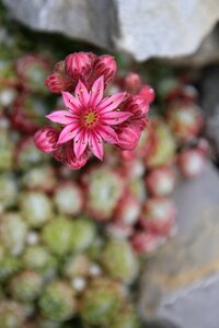 Stone garden blossom bloom