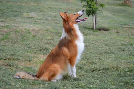 Pet dog pastor