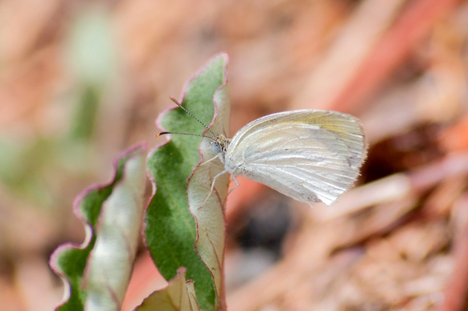 Mariposa sin clasificar