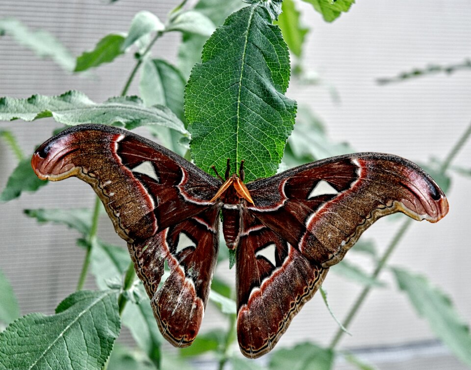 Butterfly fly subtropical