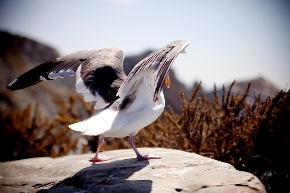 Wildlife wing freedom photo