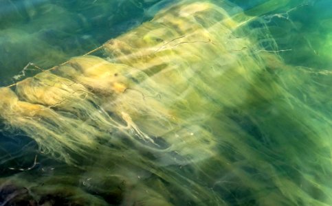 Marine algae stuck on a rope in Gullmarsfjorden 3 photo