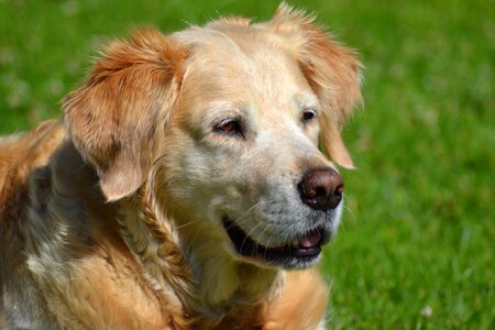 Dog animal portrait dogs photo