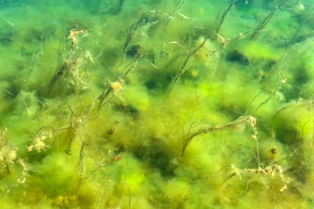 Marine algae in Gullmarsfjorden at Sämstad 1 photo