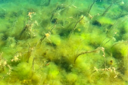 Marine algae in Gullmarsfjorden at Sämstad 1