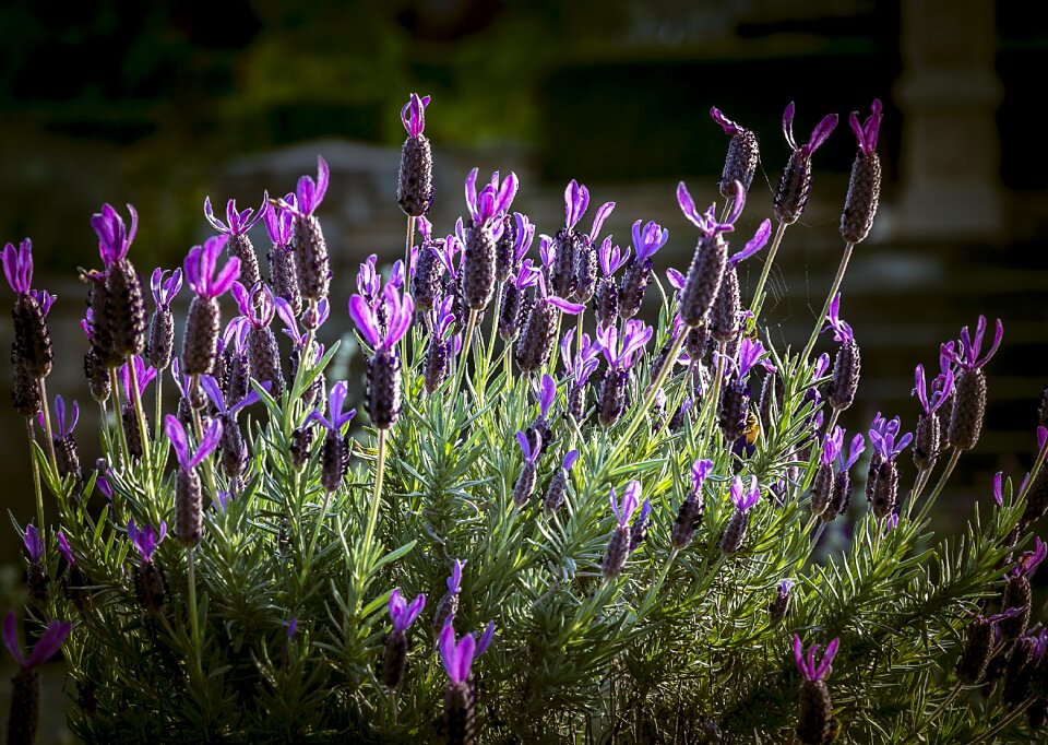 Floral purple nature photo