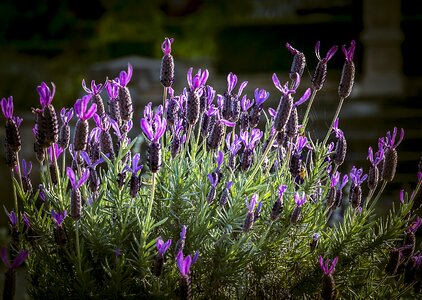 Floral purple nature
