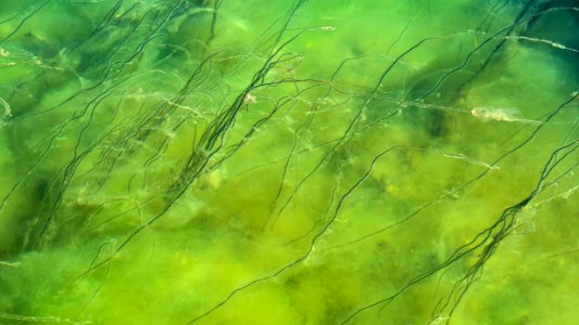 Marine algae in Gullmarsfjorden at Sämstad 5 photo