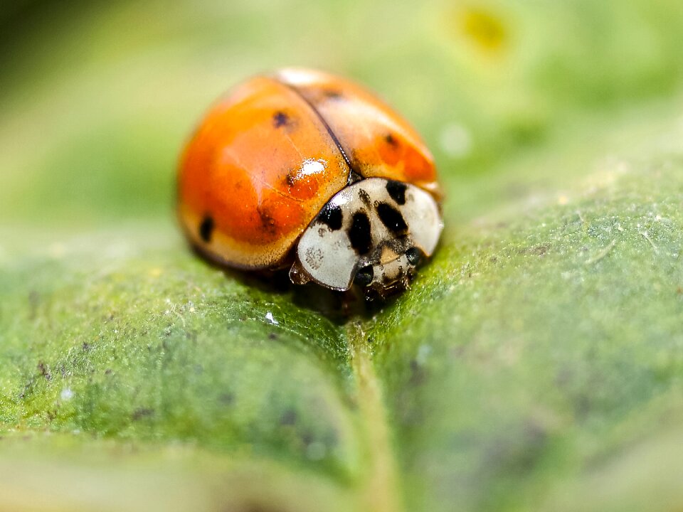 Insect nature animal