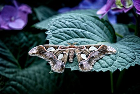 Butterfly fly subtropical