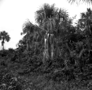 Maripapalmen in het Surinaamse oerwoud, Bestanddeelnr 252-5840