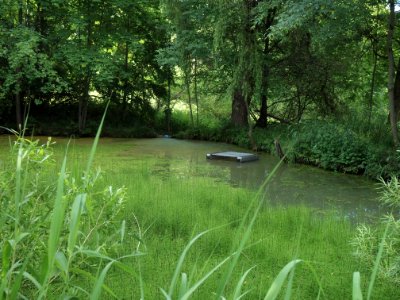 Markt Irsee, Weiher am Forstanger (Lotti-Weiher) (10)