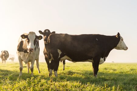 Meadow morning farm photo