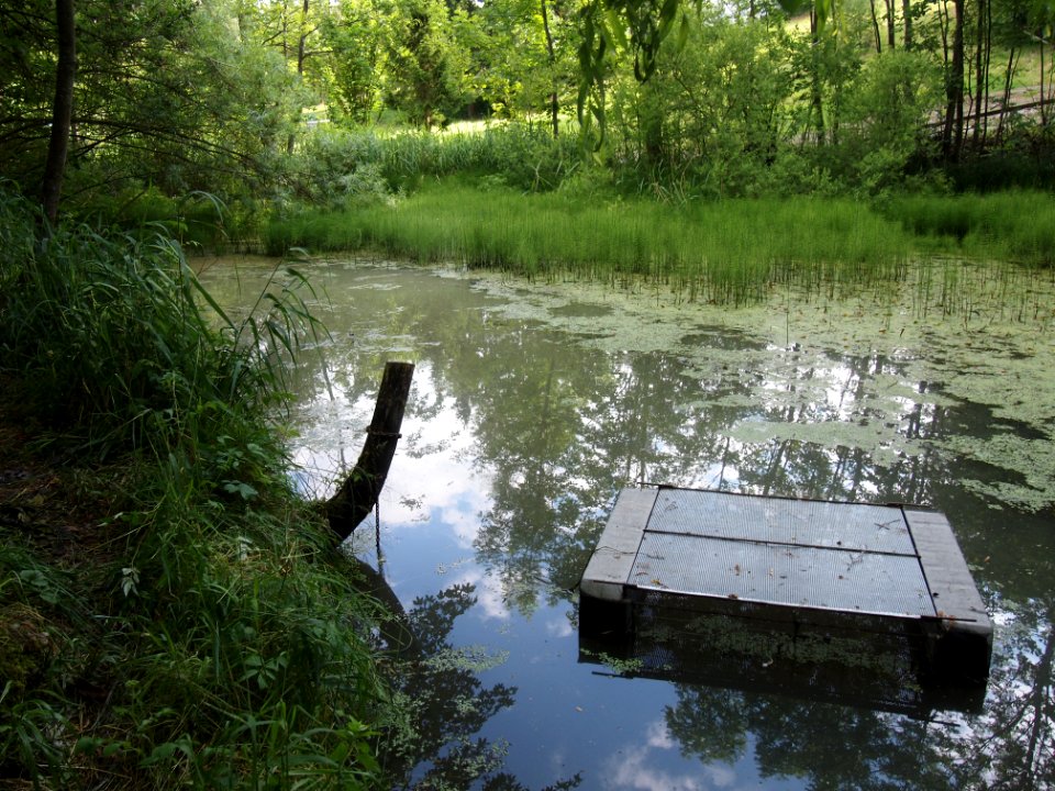 Markt Irsee, Weiher am Forstanger (Lotti-Weiher) (07)