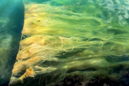 Marine algae stuck on a rope in Gullmarsfjorden 2 photo