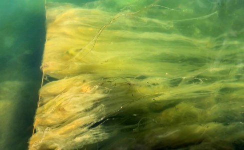 Marine algae stuck on a rope in Gullmarsfjorden 1