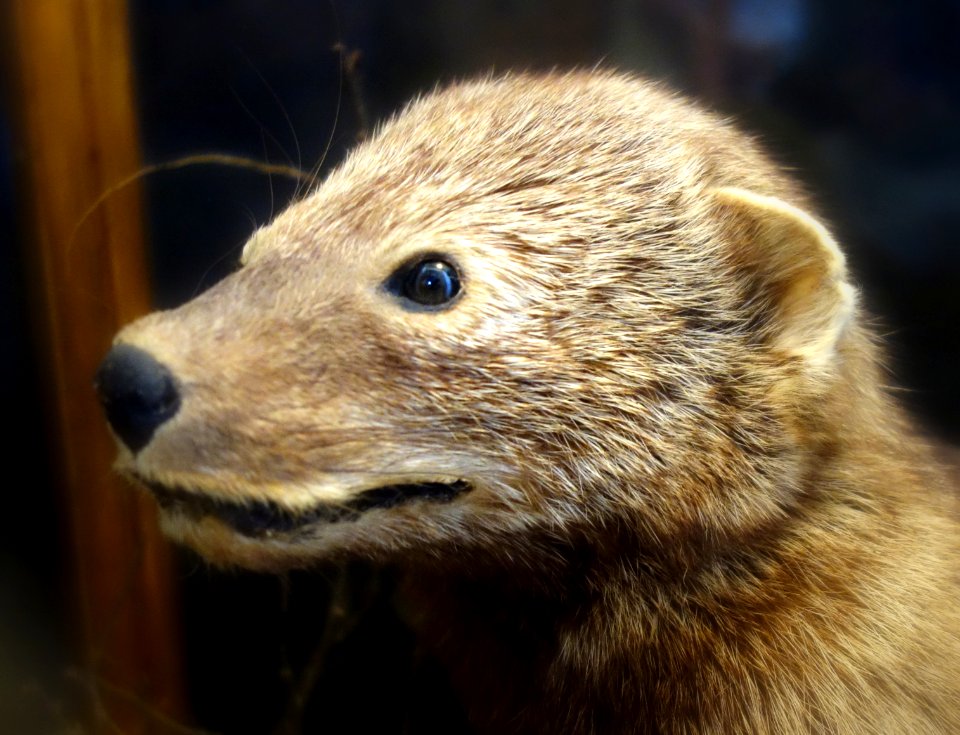 Martes pennanti - Southern Vermont Natural History Museum - DSC08473