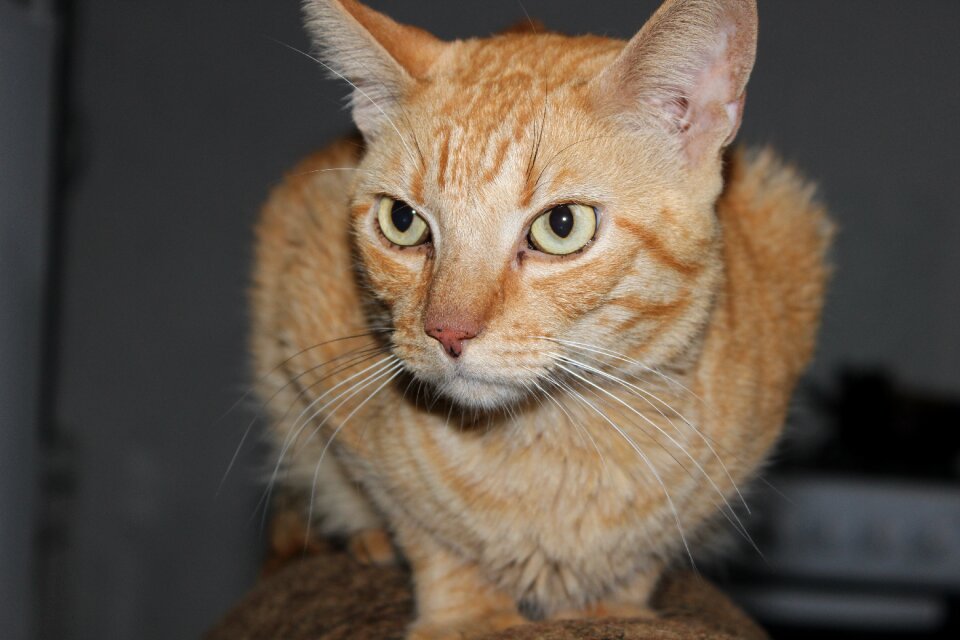 Feline pet domestic animals