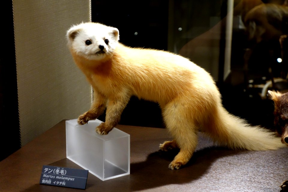 Martes melampus - National Museum of Nature and Science, Tokyo - DSC07047