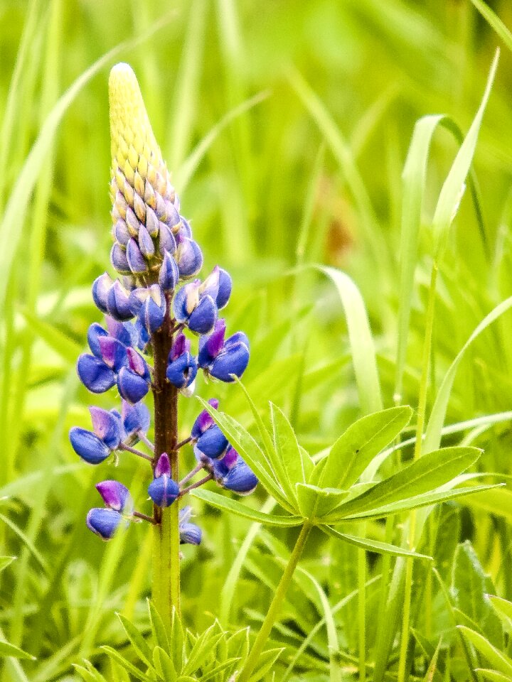 Blossom bloom nature