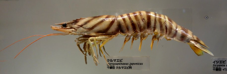 Marsupenaeus japonicus - National Museum of Nature and Science, Tokyo - DSC07540