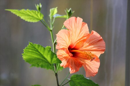 Hibiscus ornamental plant flower