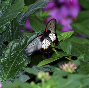 Open insect nature
