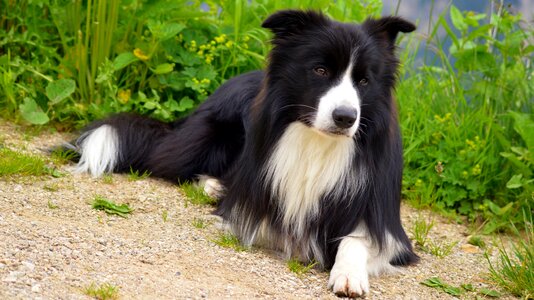 Collie british sheepdog purebred dog photo