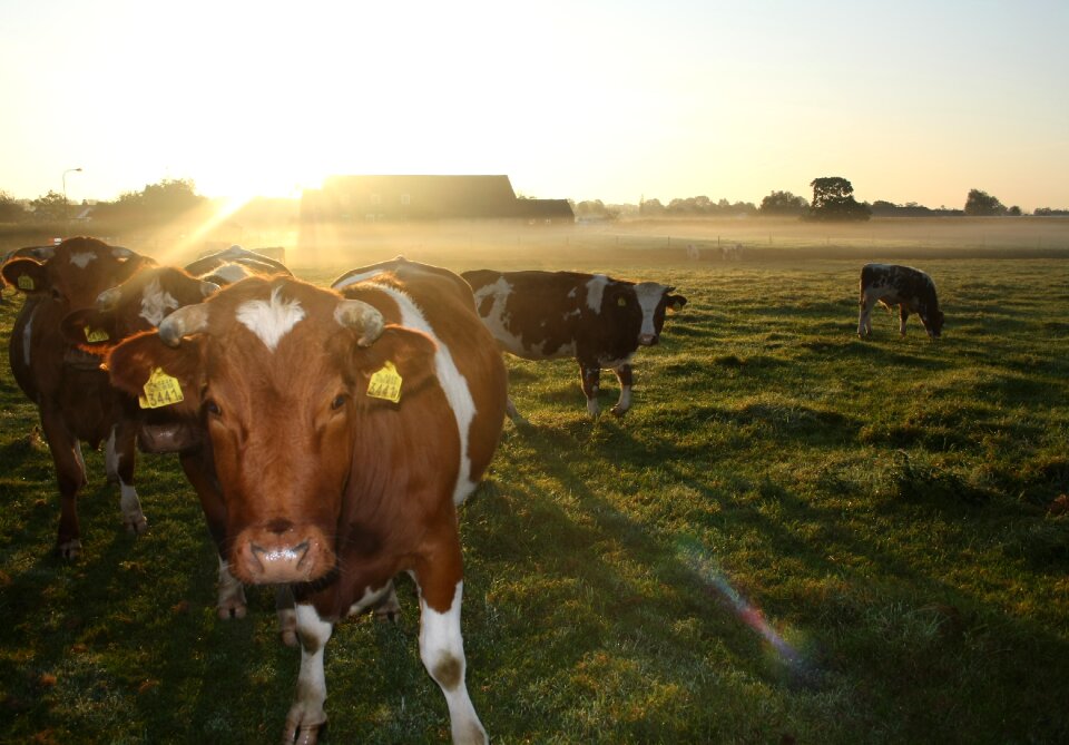Country life sun netherlands