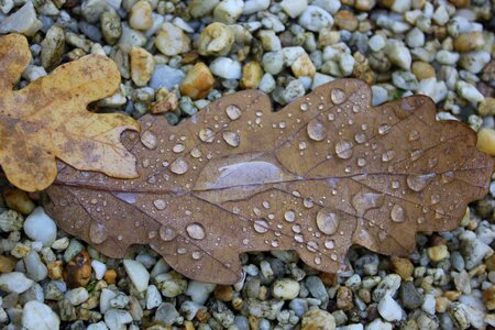 Fall foliage leaf oak leaf
