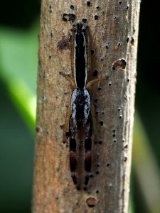 Marpissa pikei male 07
