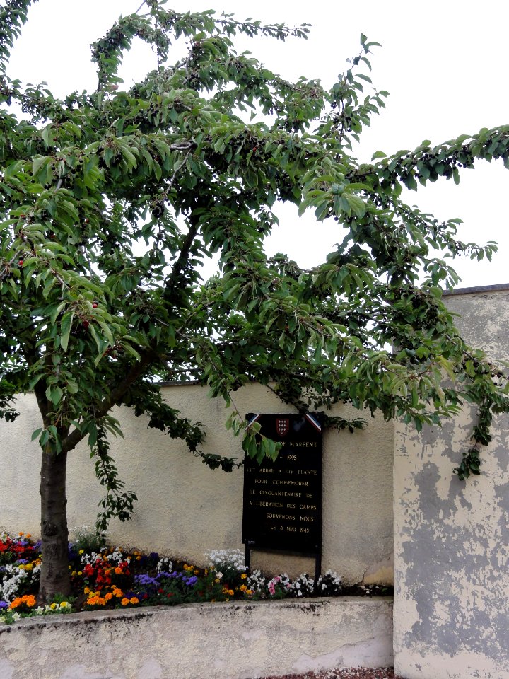 Marpent (Nord, Fr) arbre-souvenir du 8 mai 1945