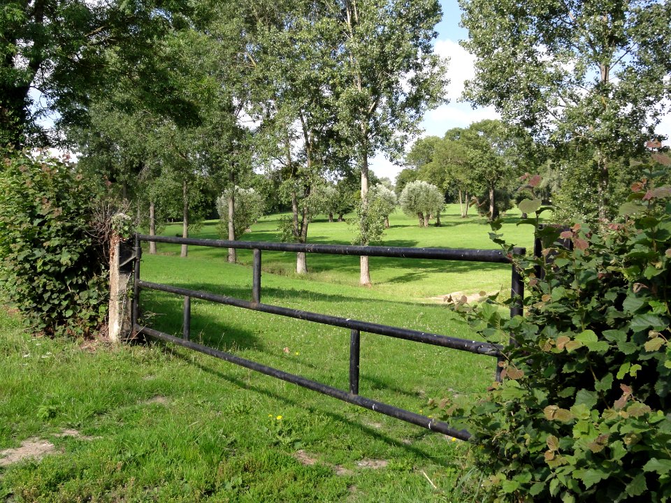 Maroilles (Nord, Fr) pyasage, pré pour vaches à fromage