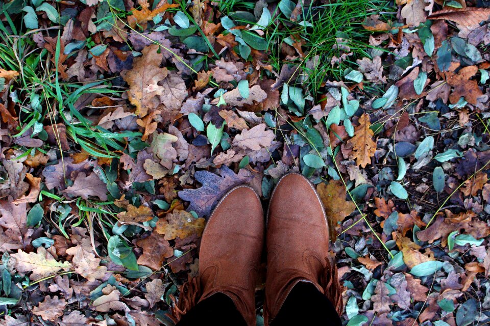 Golden autumn wet nature