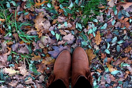 Golden autumn wet nature