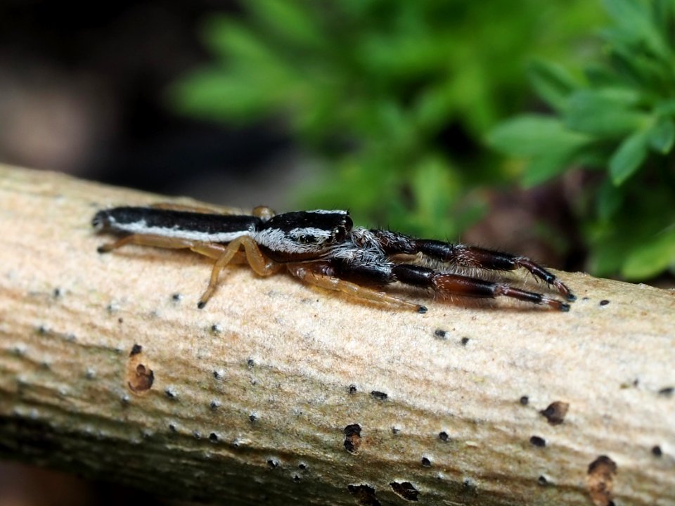 Marpissa pikei male 04