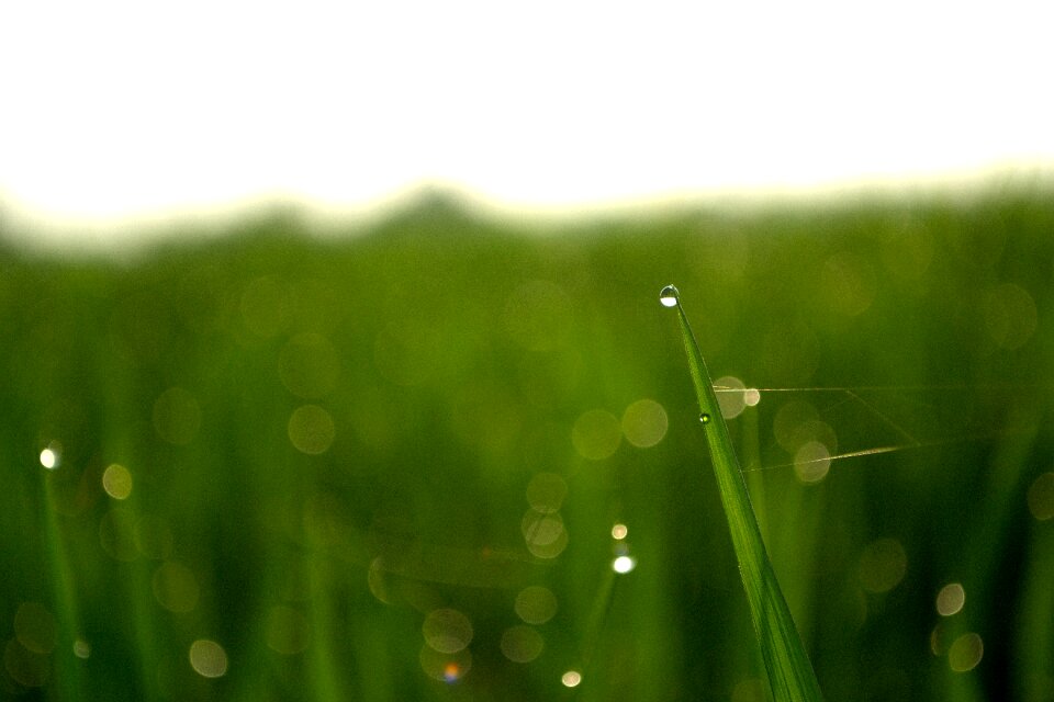 Cornfield green plant