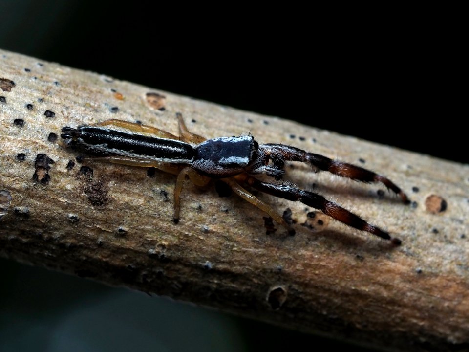 Marpissa pikei male 02