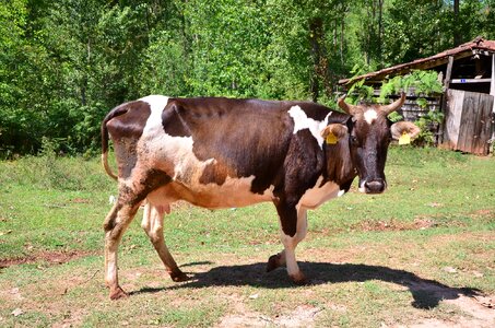 Green milk cows
