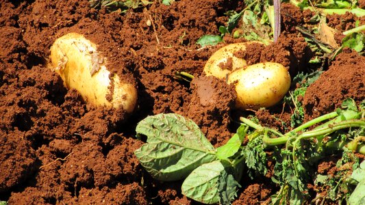 Vegetable agriculture harvesting