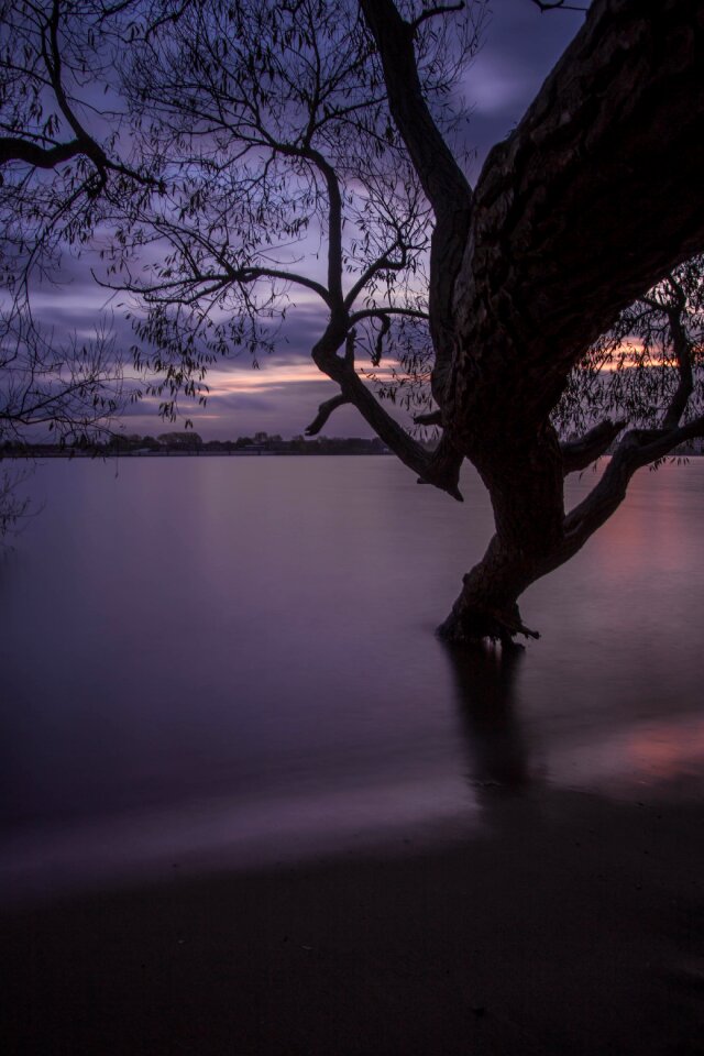 Elbe beach beach tree