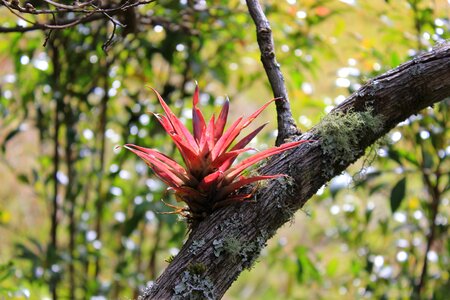 Reddish colombia parasite