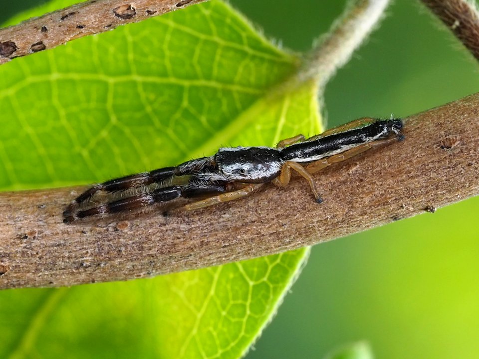 Marpissa pikei male 01