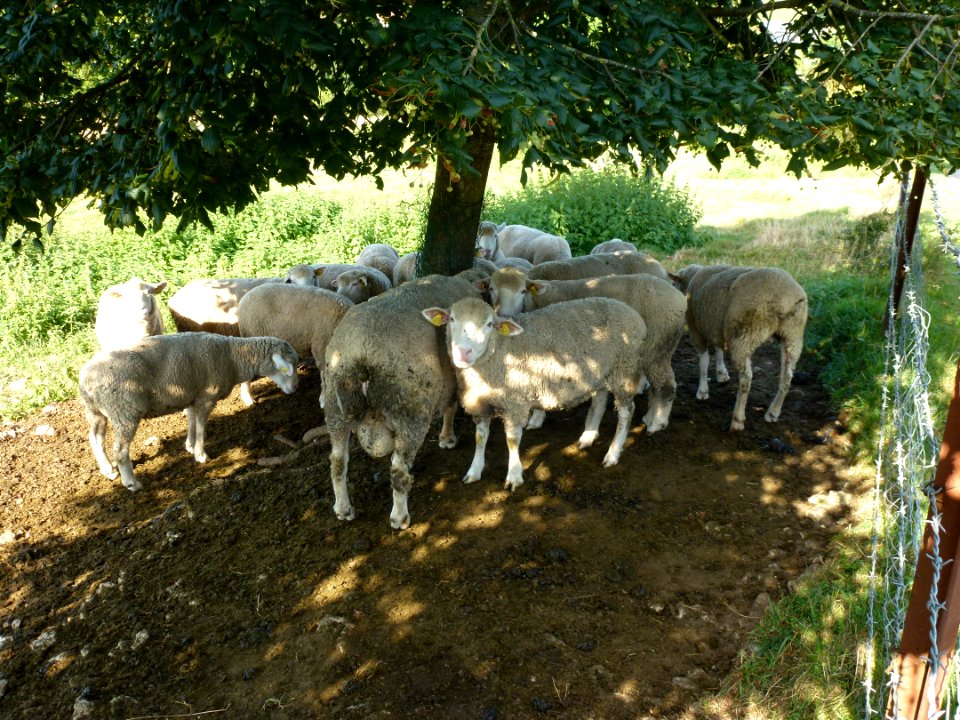Marquigny (Ardennes) des moutons dans le pré sous l'église