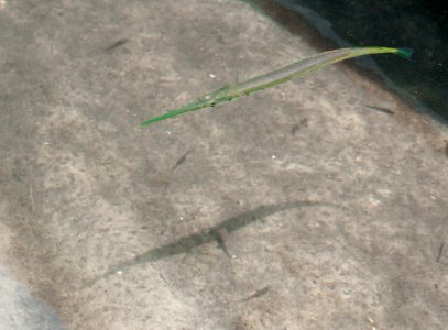 Marlin in Laguna de la Restinga National Park