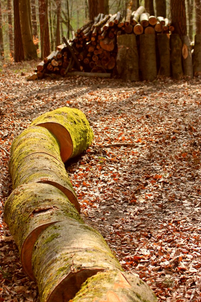Forest wood mountain