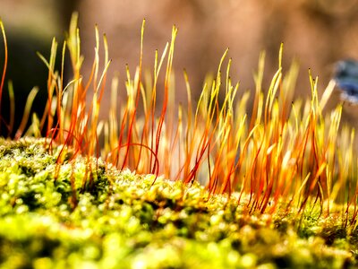 Moss plant nature