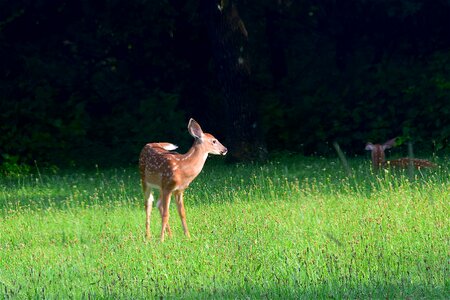 Summer wildlife animal